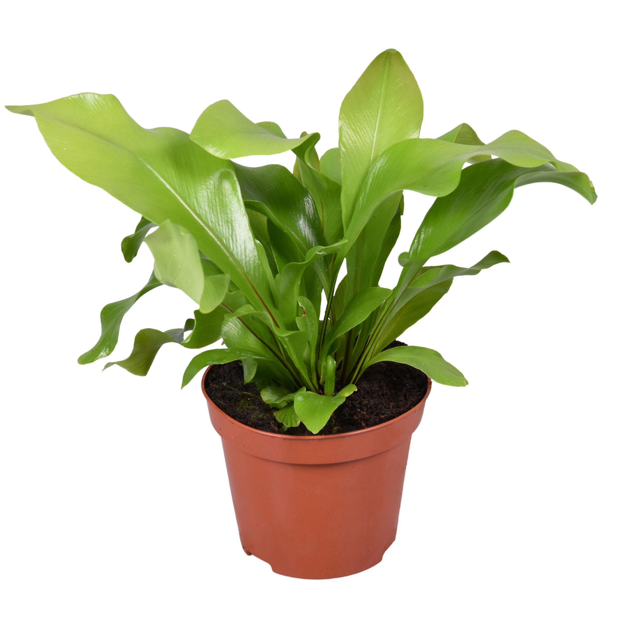 Asplenium Nidus 8,5cm