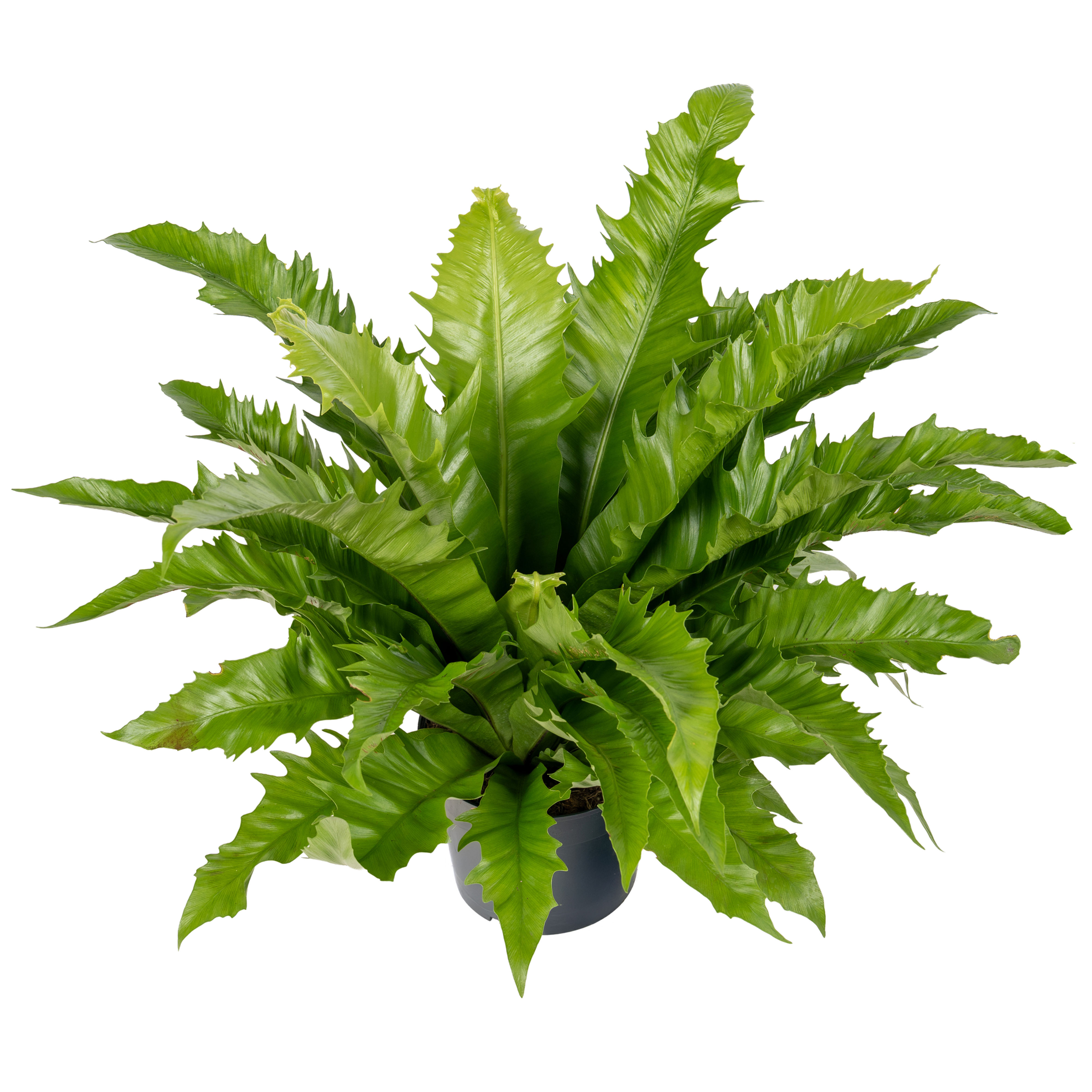 Asplenium Gioia 23cm