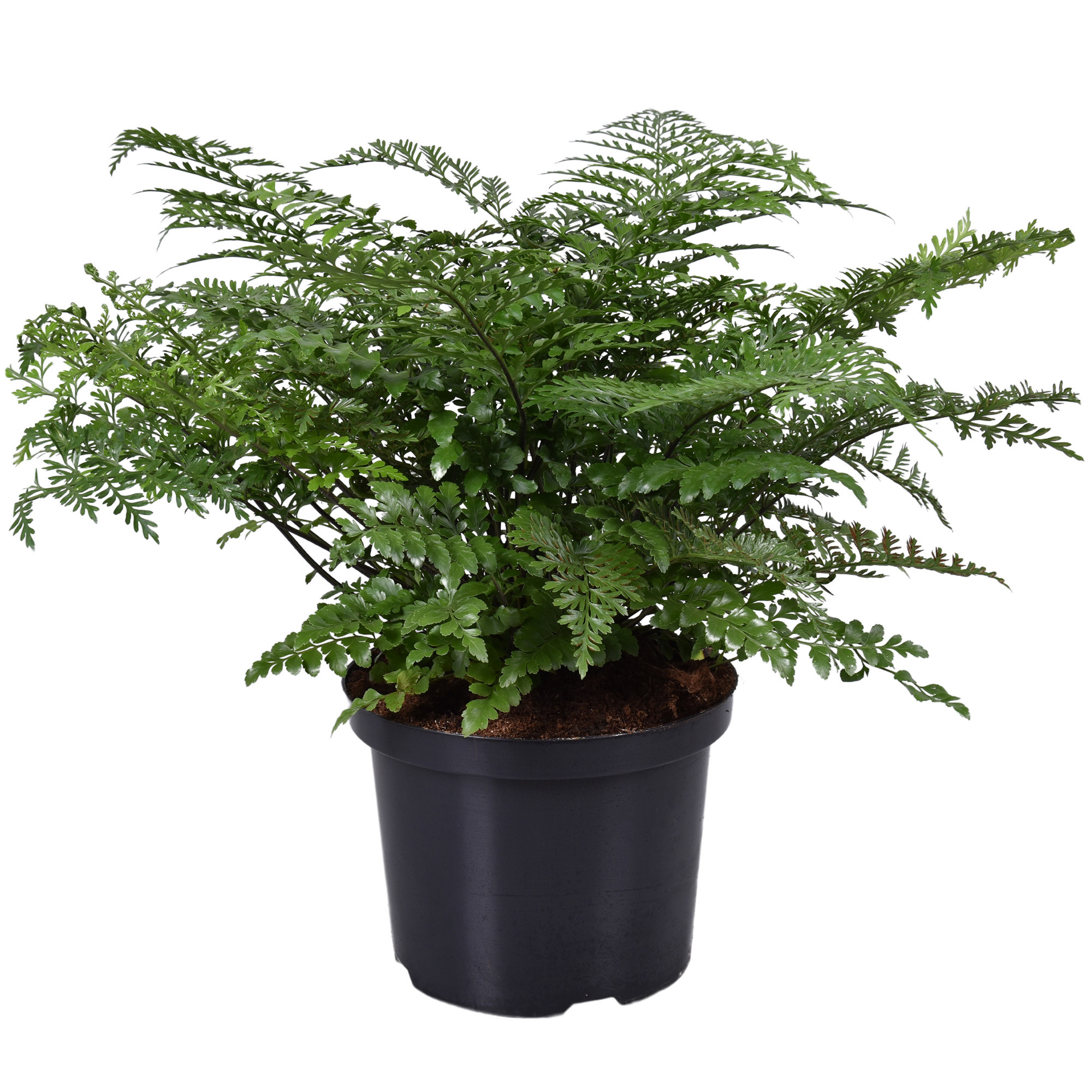 Asplenium Parvati 23cm