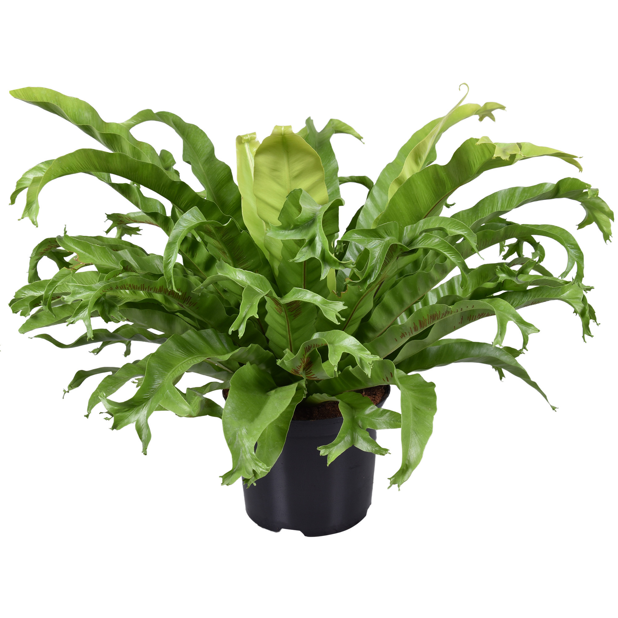 Asplenium Crissie 23cm