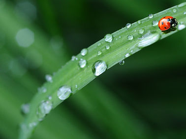 rain lady bug.jpg