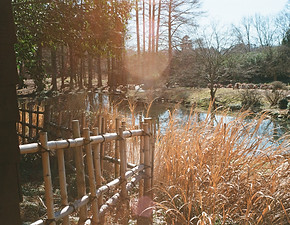A photo of the pond and surrounding vegetation at the Japanese garden at Maymont Park in Richmond, VA.
