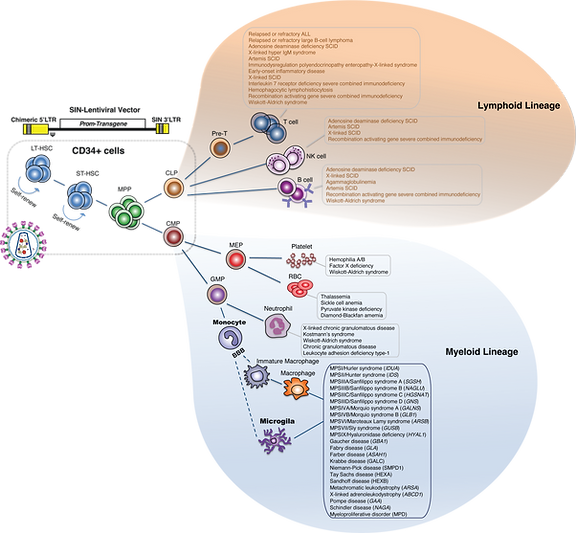 Figs for Humvirus 4.png