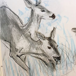 Deer 2018