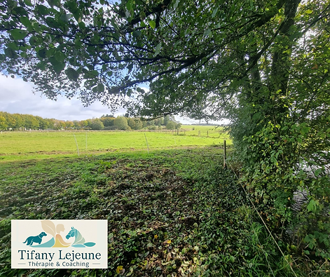 Copie de MERCI (2).png