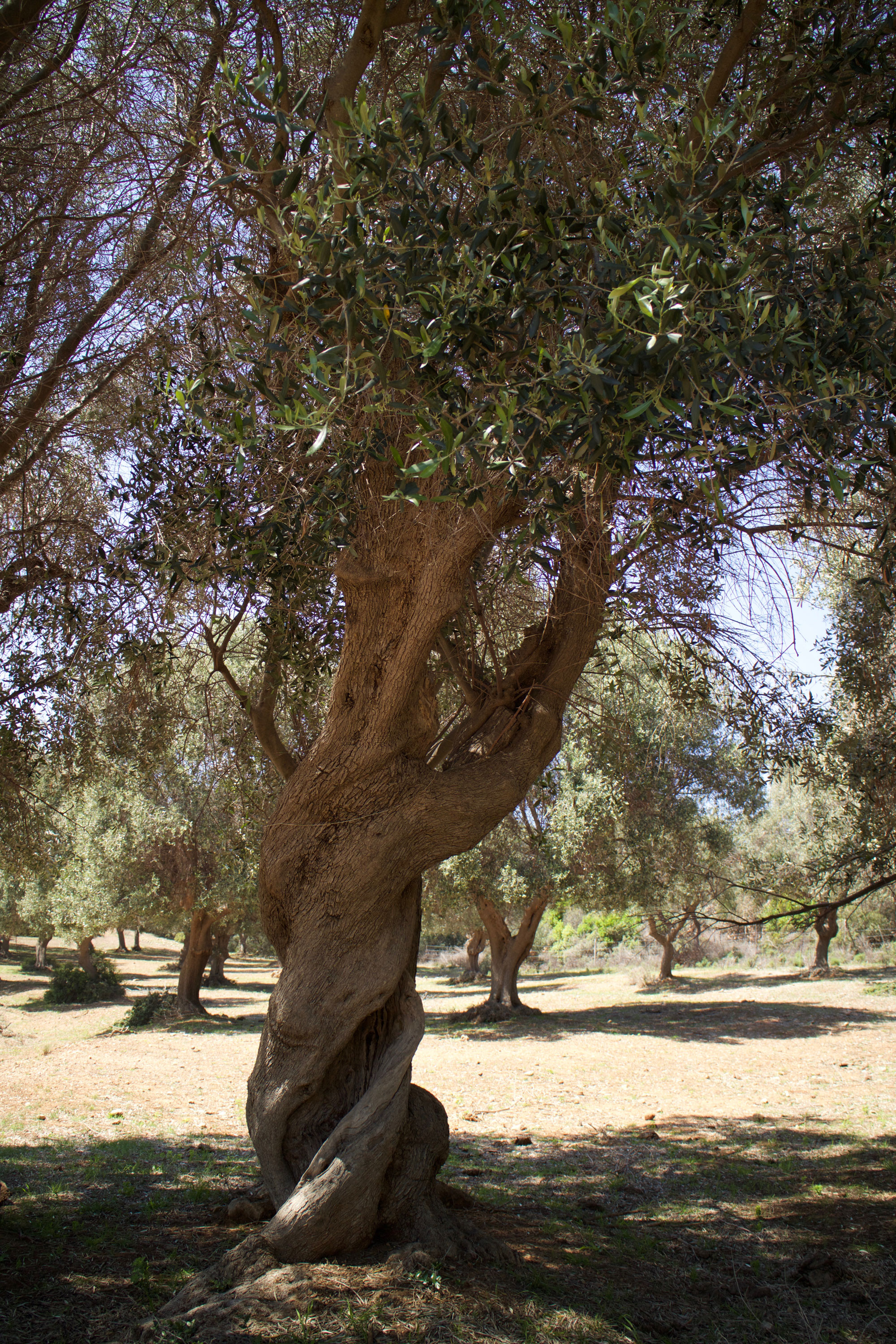 Parco Regionale della Maremma