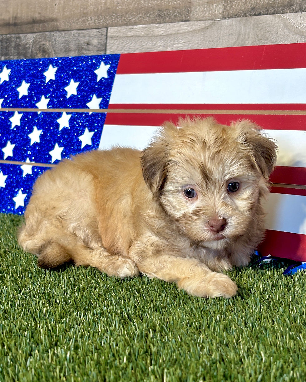 Maltipoo puppy for sale Millie