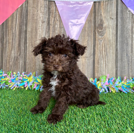 Poodle puppy for sale Jayla