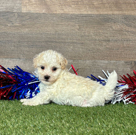 Maltipoo puppy for sale Mason