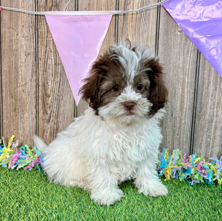 Shihpoo puppy for sale Sylvan