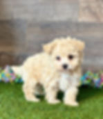 Poochon puppy for sale Bailey