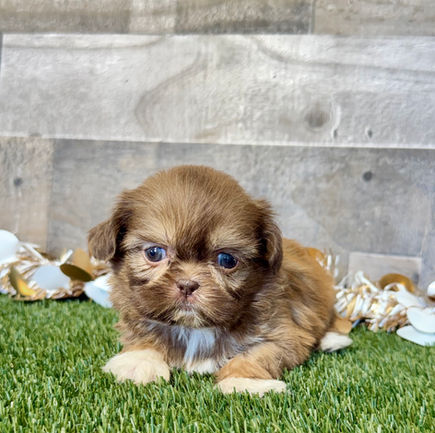 Shih-tzu puppy for sale Sierra
