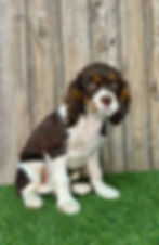 Cavalier puppy for sale Autumn