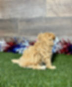 Maltipoo puppy for sale Macy