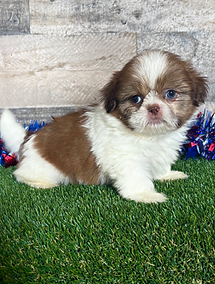 Shih tzu puppies for sale