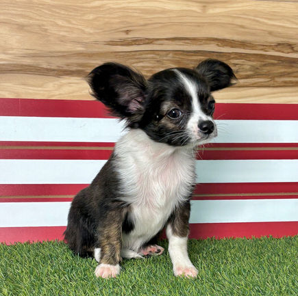 Chihuahua puppy for sale Kara