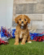 Cavapoo puppy for sale Delilah