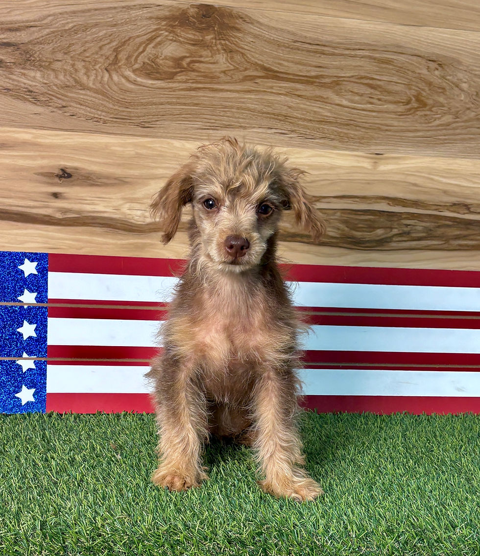 Yorkiepoo puppy for sale Vander
