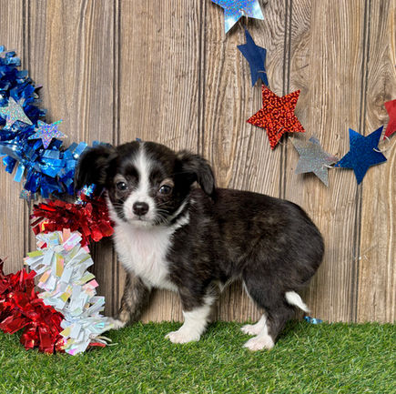 Chihuahua puppy for sale Kara