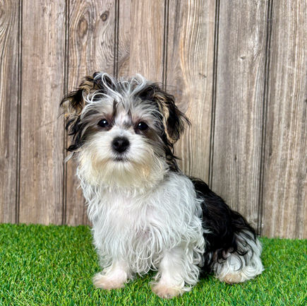 Morkie puppy for sale Weston