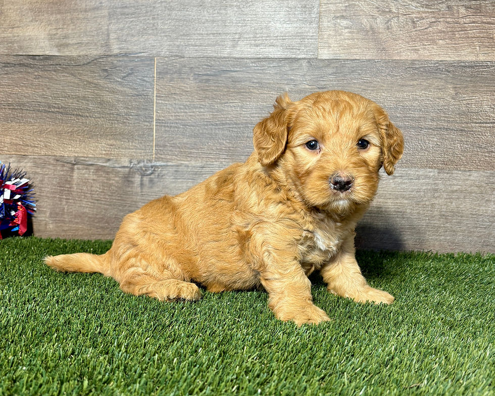 Golden Doodle puppy fro sale Grant