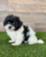 Maltipoo puppy for sale Lily