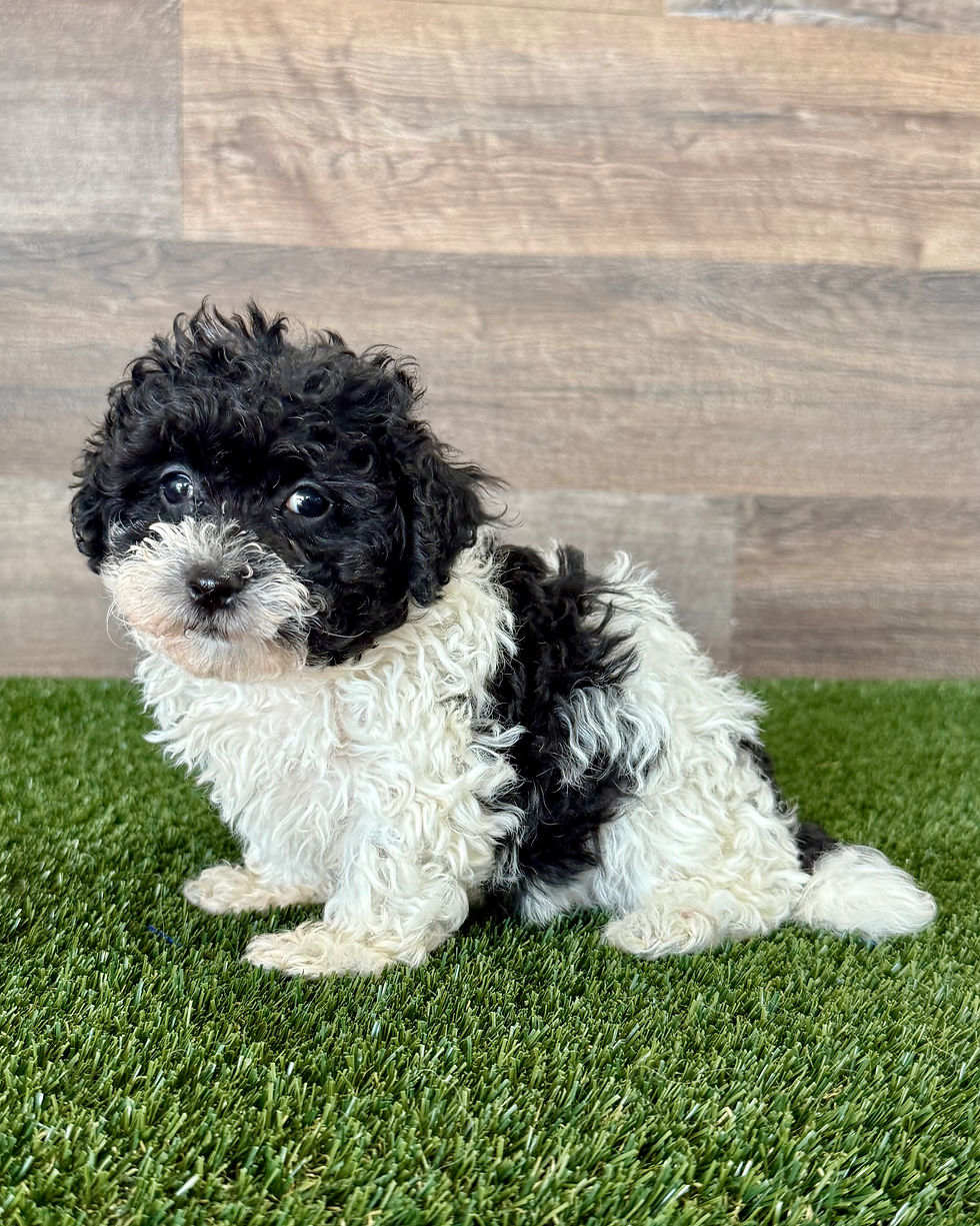 Maltipoo puppy for sale Lily