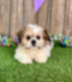 Shih-tzu puppy for sale Syrus