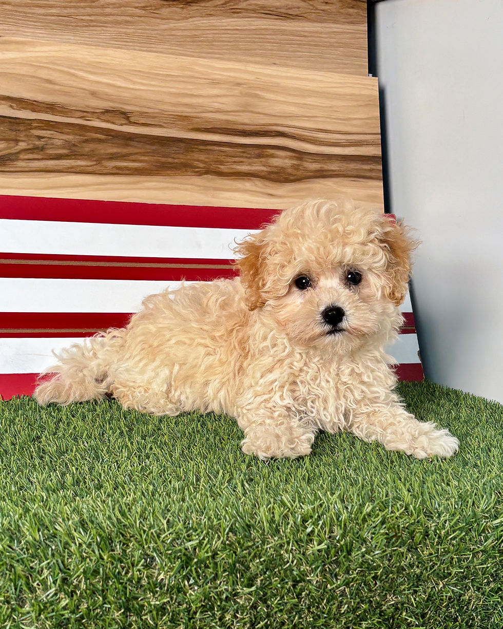 Maltipoo puppy for sale Myles