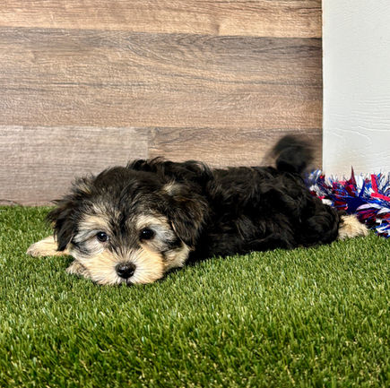 Morkie puppy for sale Norris