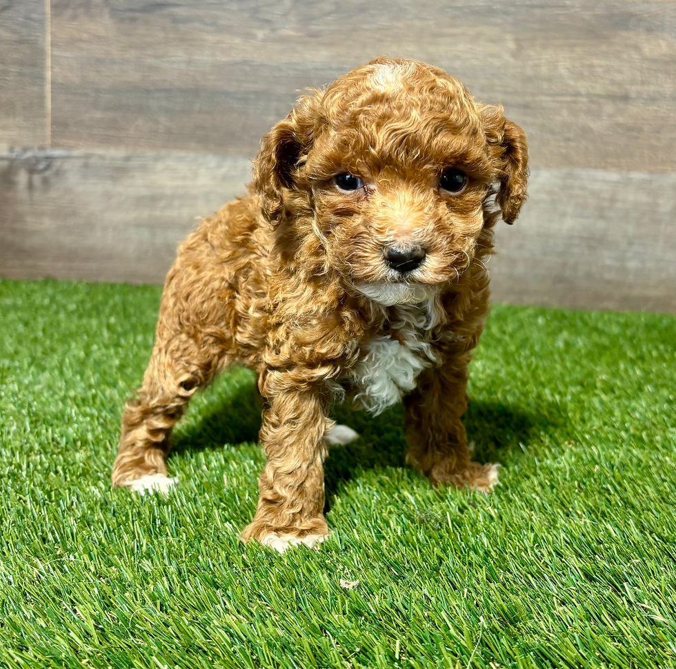 Poodle puppy for sale