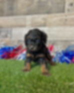 Cavapoo puppy for sale Elias