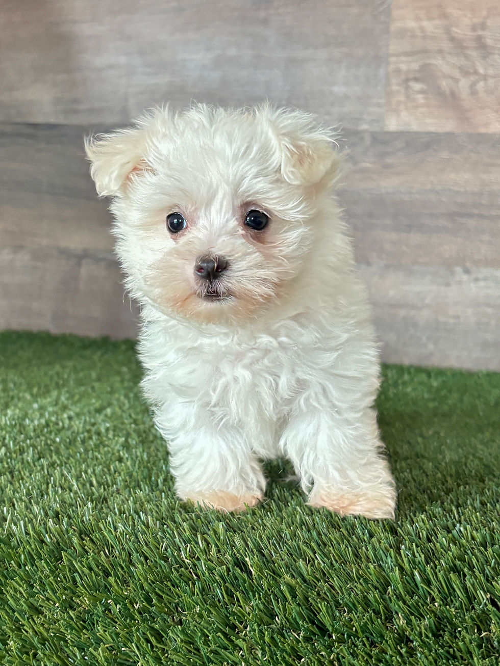 Maltese puppy for sale Indy