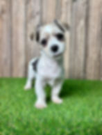 Morkie puppy for sale Waylon