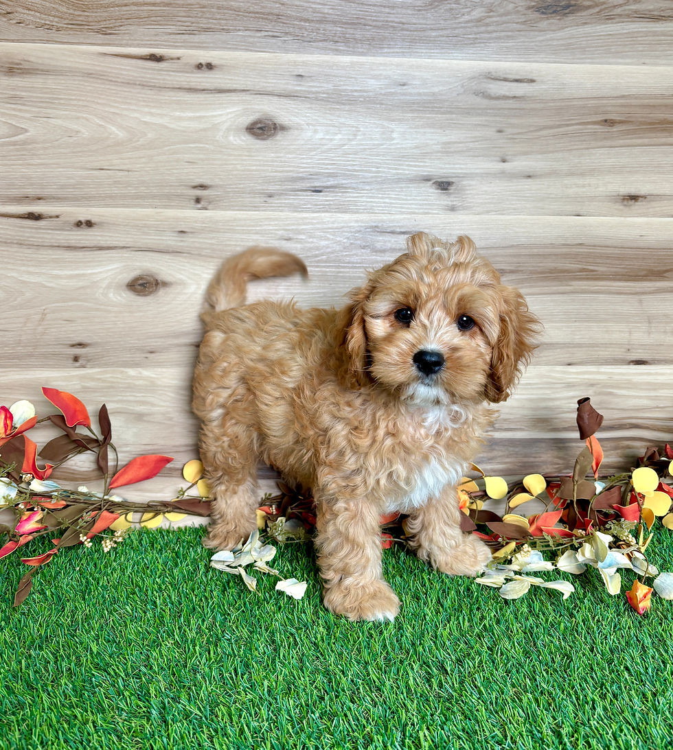 Cavapoo puppy for sale Charlie