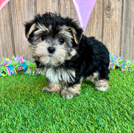 Morkie puppy for sale Luna