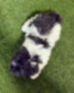 Maltipoo puppy for sale Levi