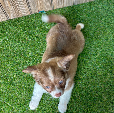 Chihuahua puppy for sale Kobe