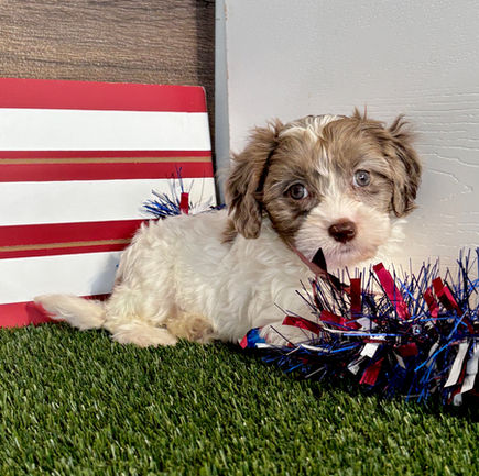 Cavapoo puppy for sale Chelsea