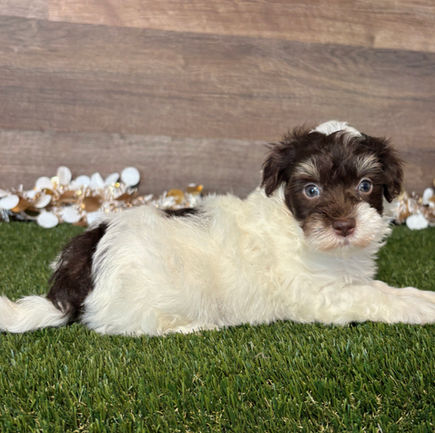 Maltipoo puppy for sale Leo