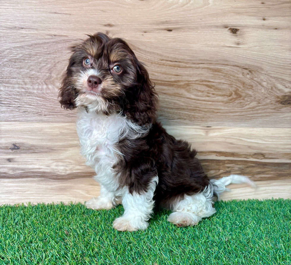 Cavapoo puppy for sale Cassie