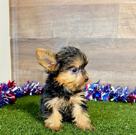 Yorkie puppy for sale Ray