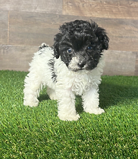 Toy Poodle puppy