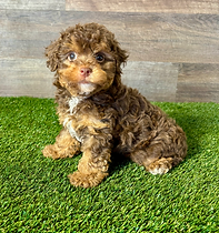 Yorkiepoo puppy