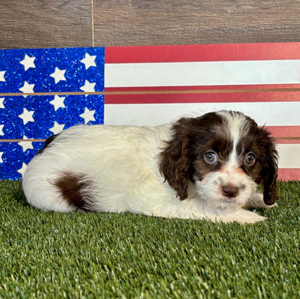 Cavapoo puppy for sale Cecilia