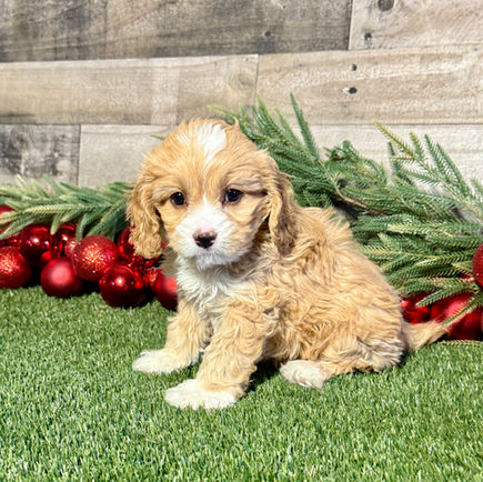 cavapoo puppy for sale conrad