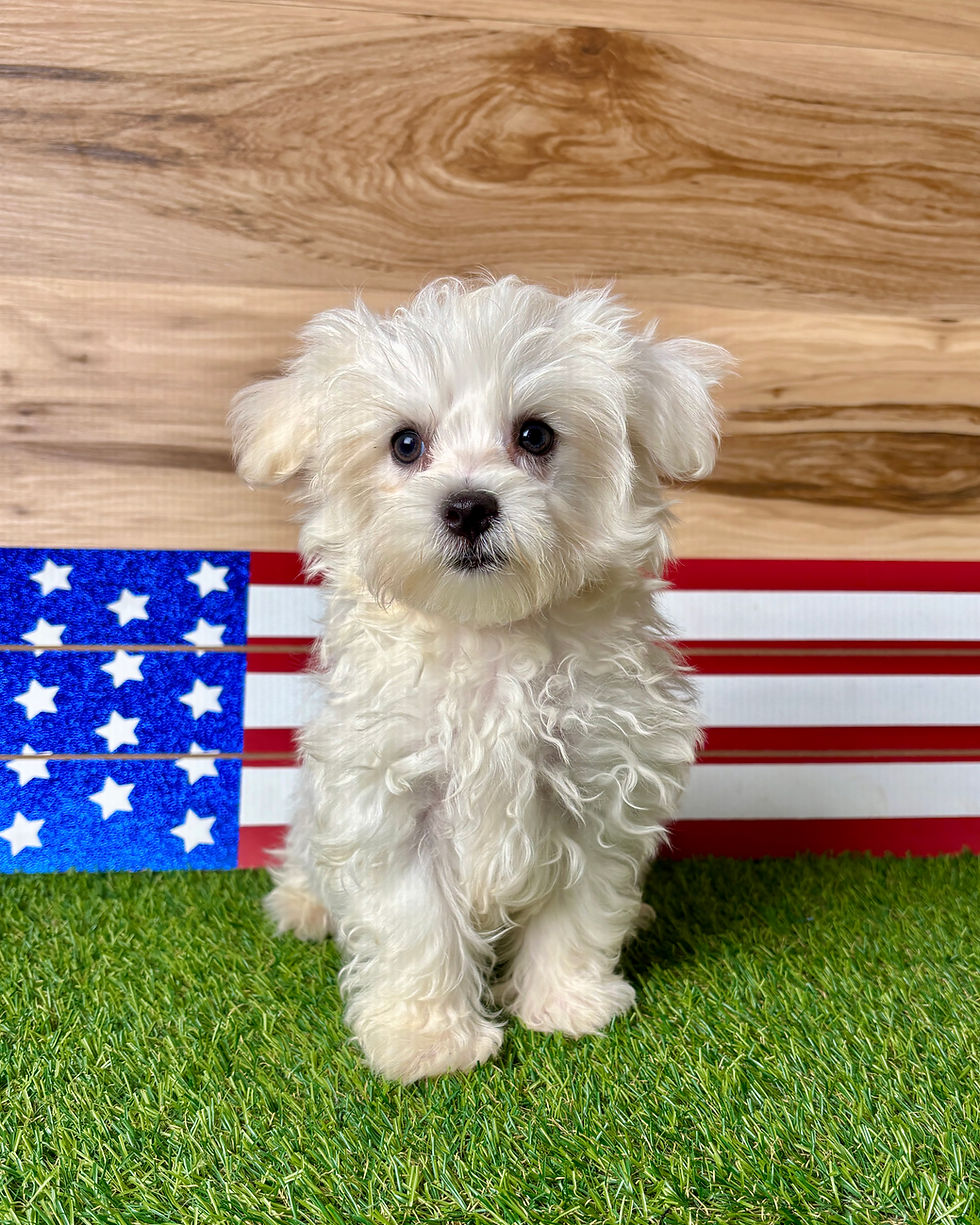 Maltese puppy for sale Ivan