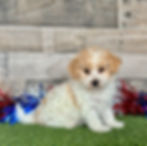 Miniature Poodle puppy for sale Piper