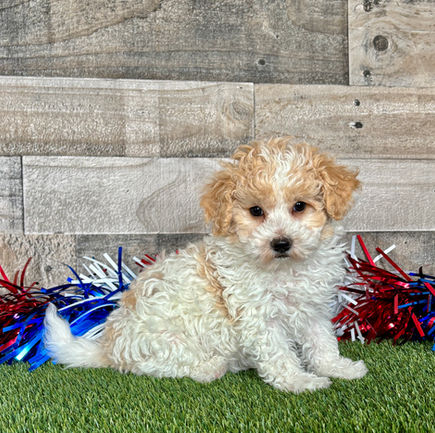 Miniature Poodle puppy for sale Piper