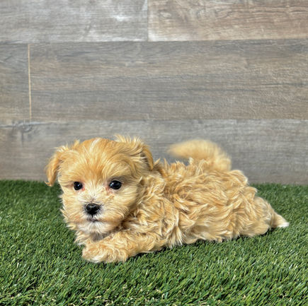 Maltipoo puppy for sale Macy